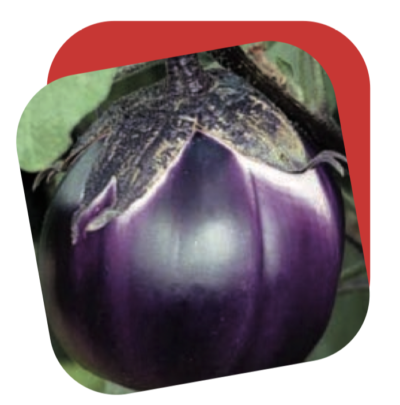 Melanzana Tonda Viola