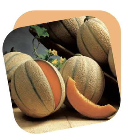 Melone Retato
