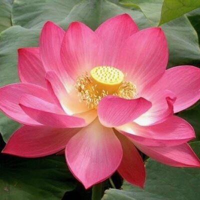 Nelumbium speciosum roseum - FIOR DI LOTO