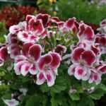 fiori di pelargonium grandiflorum geranio dei fioristi