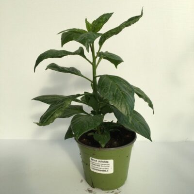PEPERONCINO BHUT JOLOKIA - immagine 2