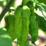 frutti di peperoncino bhut jolokia