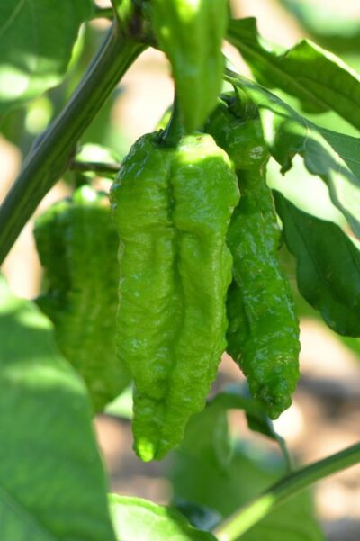 frutti di peperoncino bhut jolokia