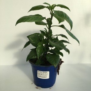piantina di peperoncino carolina reaper