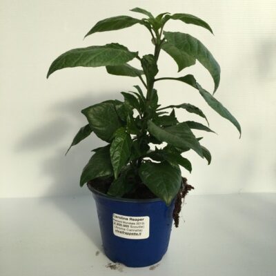 piantina di peperoncino carolina reaper