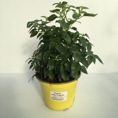 piantina di peperoncino fuoco della prateria