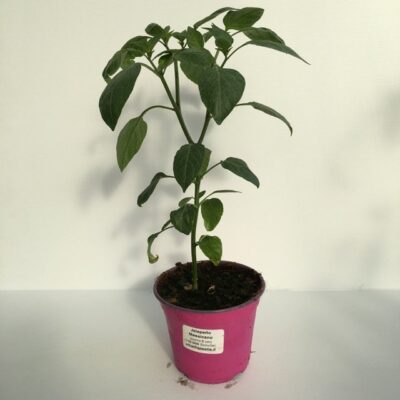 piantina di peperoncino jalapeno messicano
