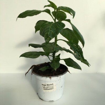 piantina di peperoncino naga morich capsicum chinense
