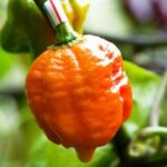 frutto di peperoncino trinidad morouga scorpion