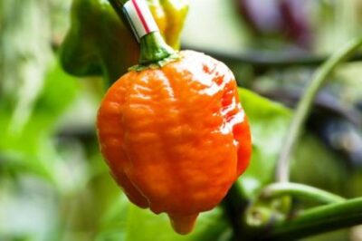 frutto di peperoncino trinidad morouga scorpion