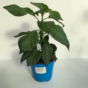 piantina di peperoncino trinidad morouga scorpion red
