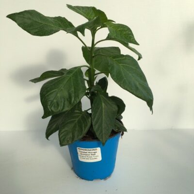 piantina di peperoncino trinidad morouga scorpion red