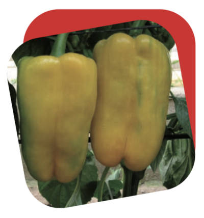 Peperone Quadrato Giallo