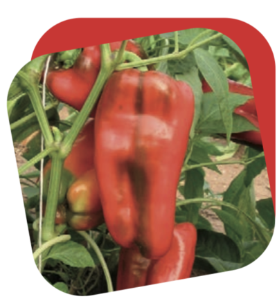 Peperone Quadrato Rosso