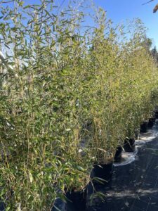 Phyllostachys aureosulcata BAMBU CL18 Vivai Frappetta