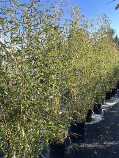 Phyllostachys aureosulcata BAMBU CL18 Vivai Frappetta