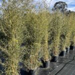 Phyllostachys aureosulcata BAMBU CL30 Vivai Frappetta