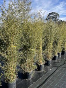 Phyllostachys aureosulcata BAMBU CL30 Vivai Frappetta