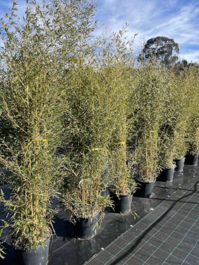 Phyllostachys aureosulcata BAMBU CL30 Vivai Frappetta