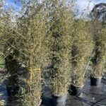 Phyllostachys aureosulcata 'Spectabilis' CL30 Vivai Frappetta