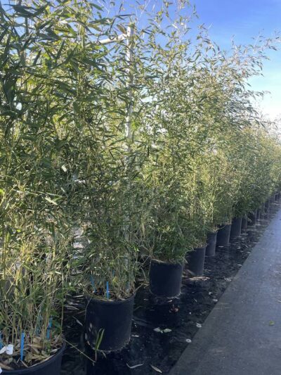 Phyllostachys bissetii BAMBU CL18 Vivai Frappetta