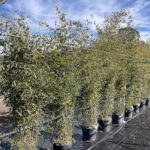 Phyllostachys bissetii BAMBU CL30 Vivai Frappetta