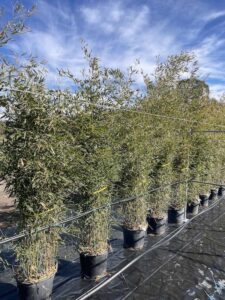 Phyllostachys bissetii BAMBU CL30 Vivai Frappetta