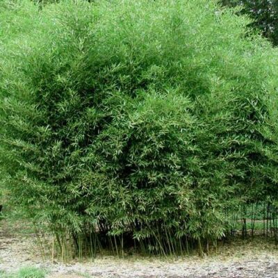 primo piano di phyllostachys bissetii bambu