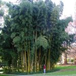 albero di phyllostachys vivax bambu cinese