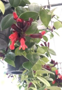 Piante di Aeschynanthus ESCINANTO