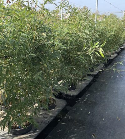 Piante di Phyllostachys aureosulcata BAMBU - Vivai Frappetta
