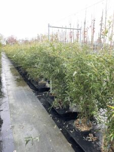 Piante di Phyllostachys bissetii Vivai Frappetta