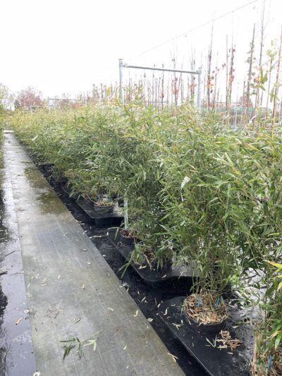 Piante di Phyllostachys bissetii Vivai Frappetta