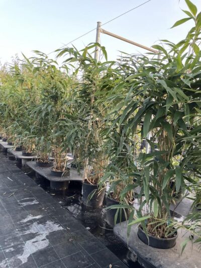 Piante di Pseudosasa japonica BAMBU METAKE - Vivai Frappetta
