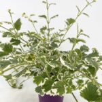 Plectranthus coleoides PIANTA DELL’INCENSO
