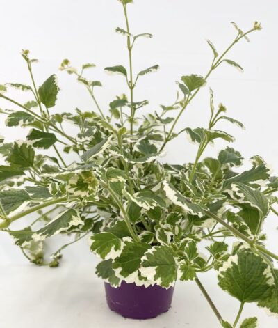 Plectranthus coleoides PIANTA DELL’INCENSO