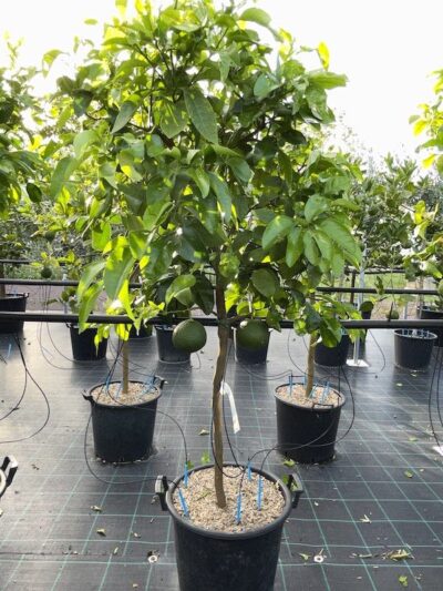 Pomelo CL30 Vivai Frappetta