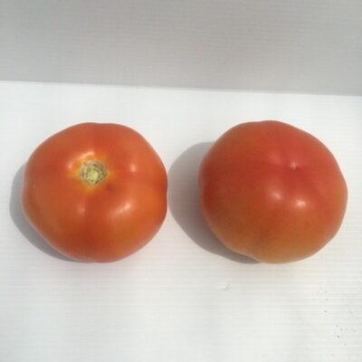 Pomodoro Caramba - immagine 3