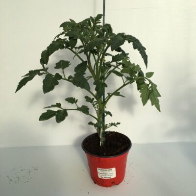 piantina di pomodoro caramba innestata