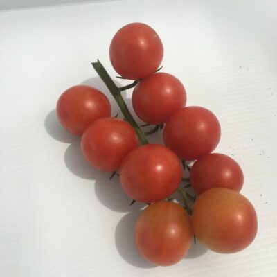 Pomodoro Ciliegino Rosso - immagine 2