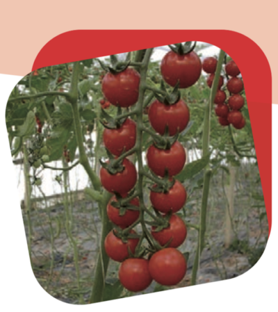 Pomodoro Ciliegino Rosso