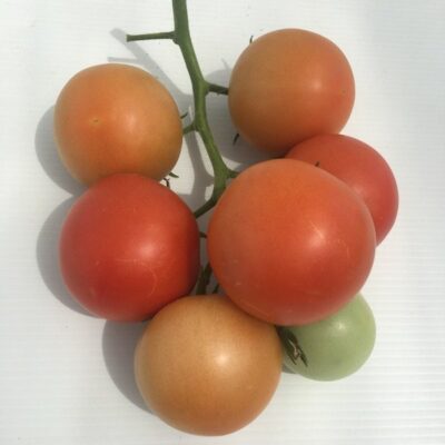 Pomodoro Grappolo Rosso - immagine 2
