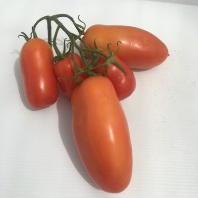 Pomodoro San Marzano - immagine 2