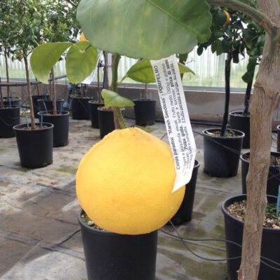 Primo piano del frutto di Pompelmo Marsh Seedless