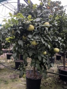 Pompelmo Marsh Seedless CL30
