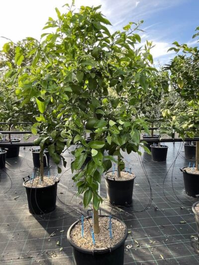 Pompelmo Marsh Seedless CL30 - Vivai Frappetta