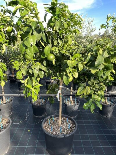 Pompelmo Marsh Seedless CL70 Vivai Frappetta