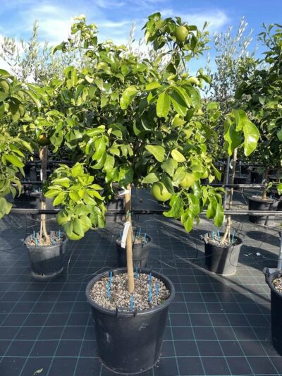 Pompelmo Rosa CL70 Vivai Frappetta
