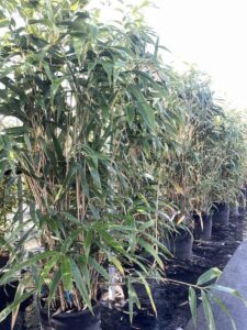 Pseudosasa japonica BAMBU METAKE CL18