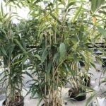 Pseudosasa japonica BAMBU METAKE Vivai Frappetta